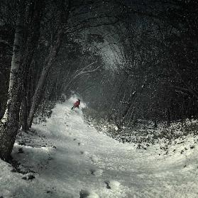 Into the winter forest