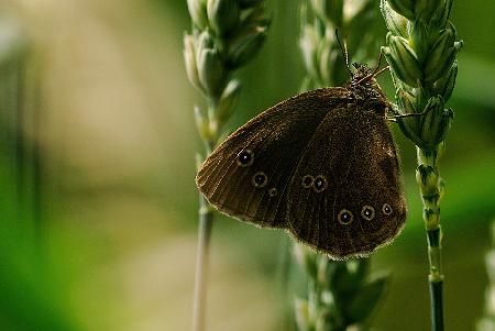 Schmetterling in Grün