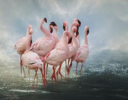 Gipfel des Kleinen Flamingos