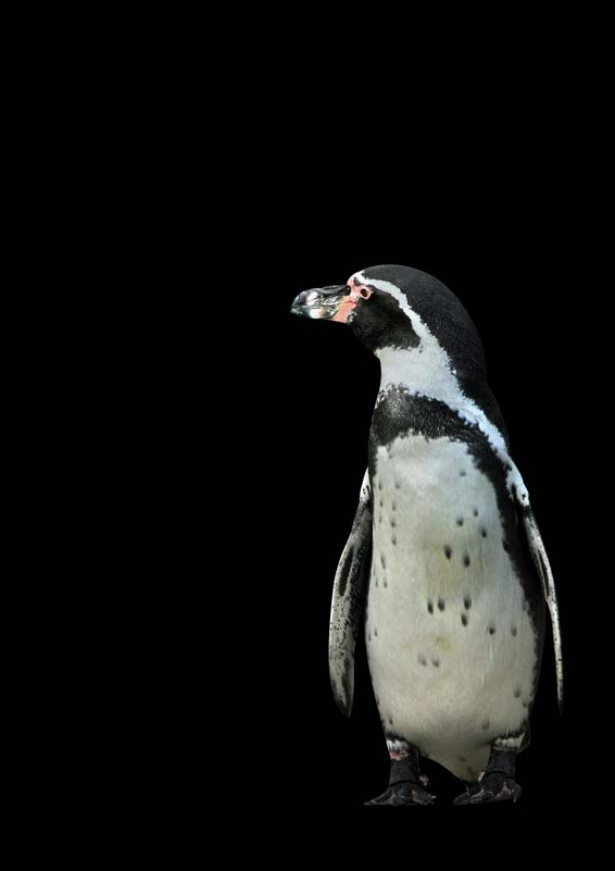 Pinguin II von KUNSTKOPIE