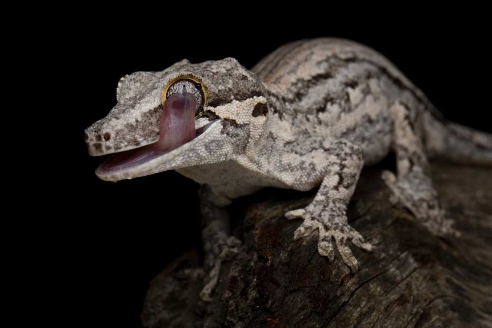Gargoyle-Gecko von Kurit Afsheen