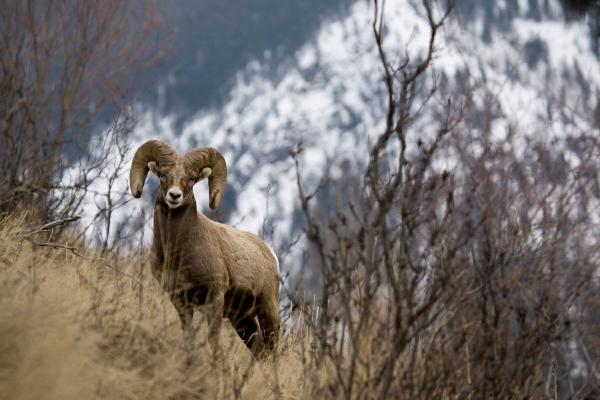 Rocky mountain bighorn sheep von Lance Lechner