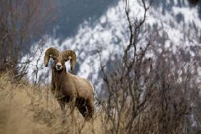 Rocky mountain bighorn sheep