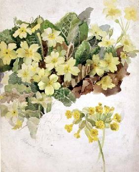 Study of Primroses and Cowslips