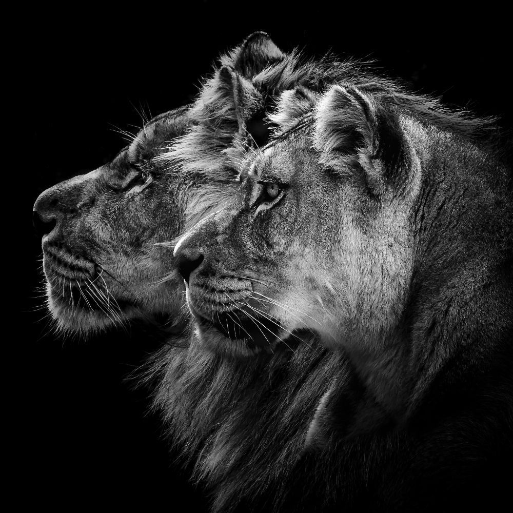 Löwe und Löwin Porträt von Laurent Lothare Dambreville