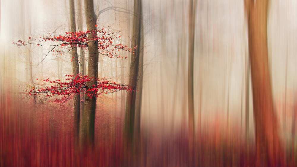 Red Leaves. von Leif Løndal