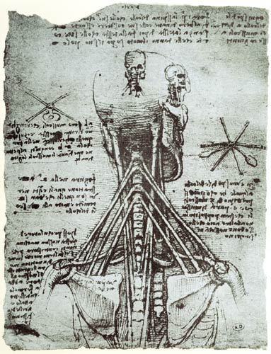 Bone Structure of the human neck and shoulder, facsimile copy  & von Leonardo da Vinci