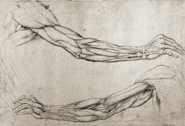 Armstudien von Leonardo da Vinci
