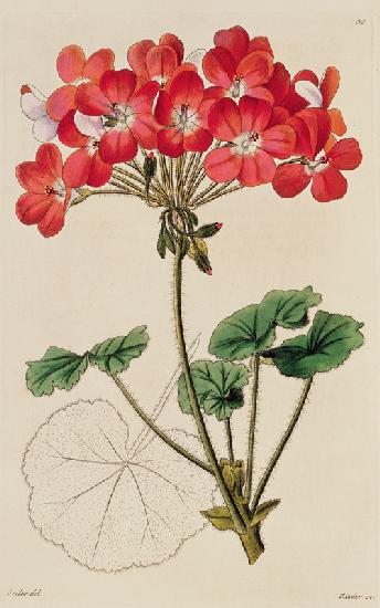 Pelargonium from `Neu Arten von Pelargonium' c.1825-34