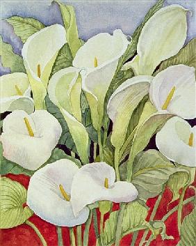 Arum Lillies, 1978 (watercolour)