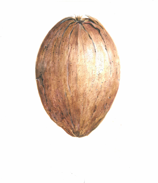 Coconut von Lincoln  Seligman