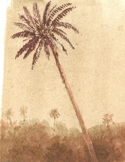 Palm Tree 2015