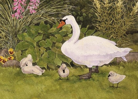 Swan and Cygnets von Linda  Benton