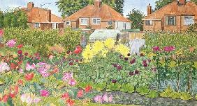 Allotments and Dahlias 