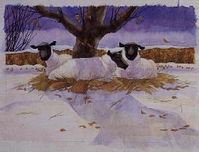 Sheep in the Snow 