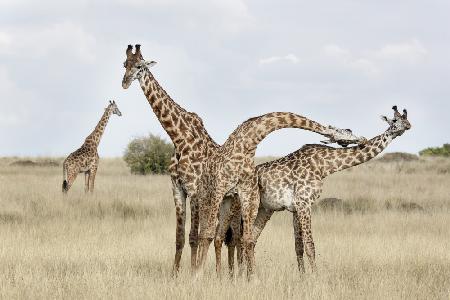 Giraffen,die sich einschnüren