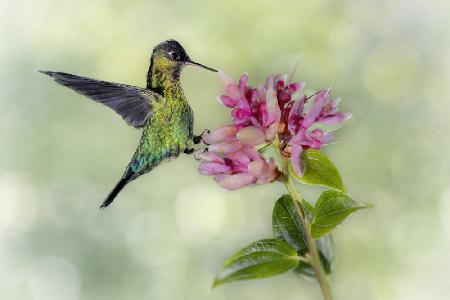 Kolibri aus Costa Rica