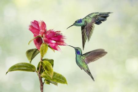 Kolibris aus Costa Rica