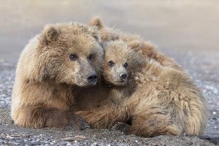Momma Bear und Cub Aware