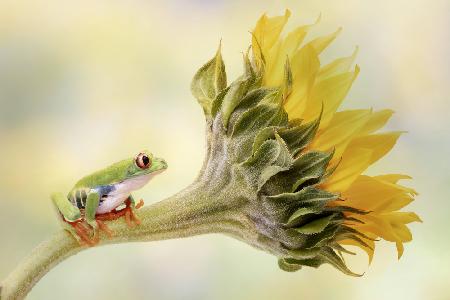 Rotäugiger Laubfrosch auf einer Sonnenblume