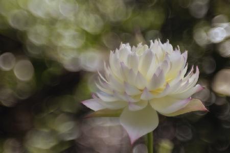 Wunderschöner Lotus