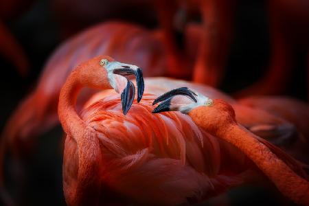Der Flamingo 2