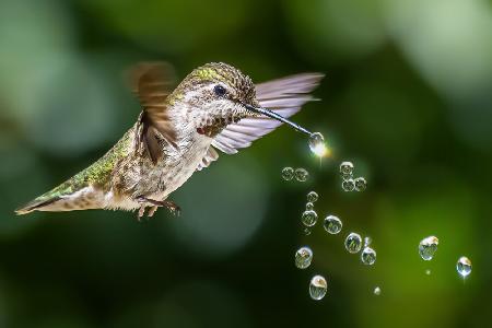 Kolibris spielen Wassertropfen