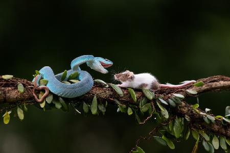 Blaue Viper mit einer kleinen Maus