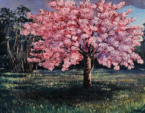 Pink Blossom, 1994 (oil on board)  von Liz  Wright