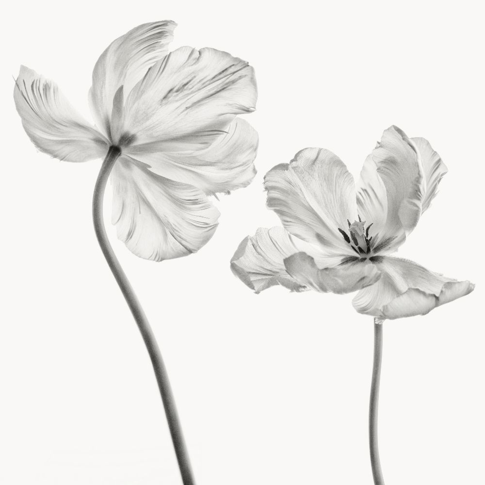 Gleiche Tulpe: Vorder- und Rückansicht von Lotte Gronkjaer