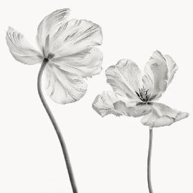 Gleiche Tulpe: Vorder- und Rückansicht