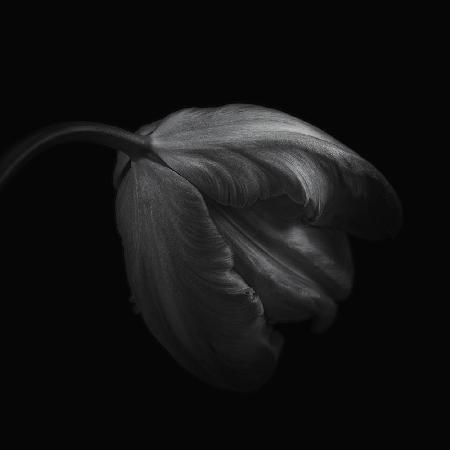Tulpe in Monochrom