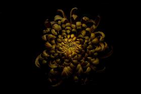 Chrysanthemum