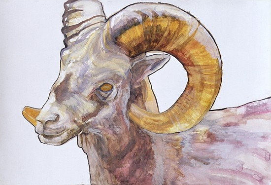 American Long Horn, 2004 (watercolour and acrylic on gesso on paper)  von Lou  Gibbs