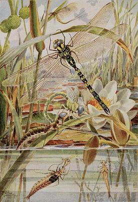 Dragonfly and Mayfly, illustration from 'Stories of Insect Life' by William J. Claxton, 1912 (colour 1451
