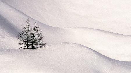Bäume im Schnee 3