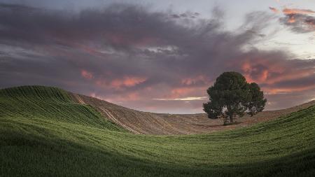 Farben des Sonnenuntergangs in den Feldern Andalusiens (Spanien)