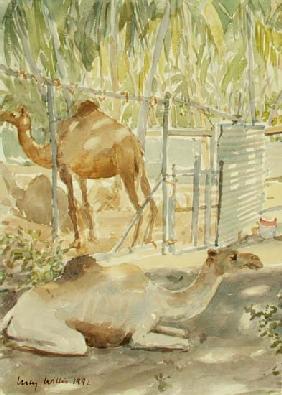 Camels at Rest, Salala (Oman) 1992 (w/c) 