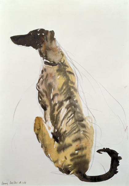 Lurcher Sitting, 1988 (charcoal and w/c on paper)  von Lucy Willis