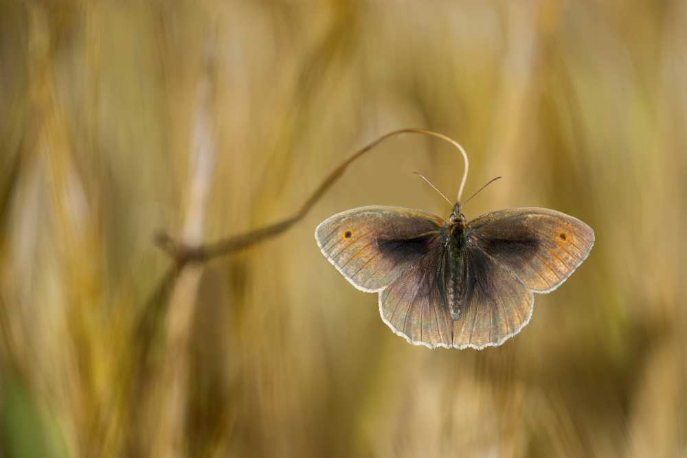 Wings of grass von Luigi Chiriaco