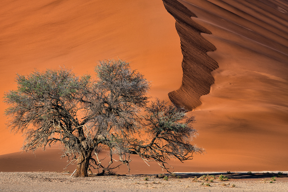 Akazie in der Wüste von Luigi Ruoppolo