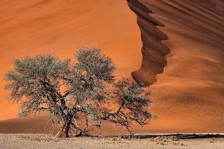 Akazie in der Wüste
