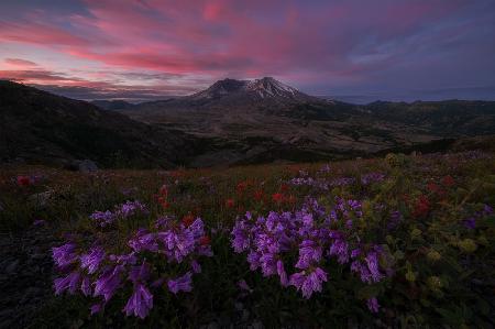 Blühende Wildblume am Mt. ST Helens