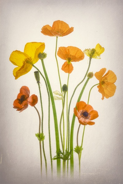 Delightful Poppies von Lydia Jacobs
