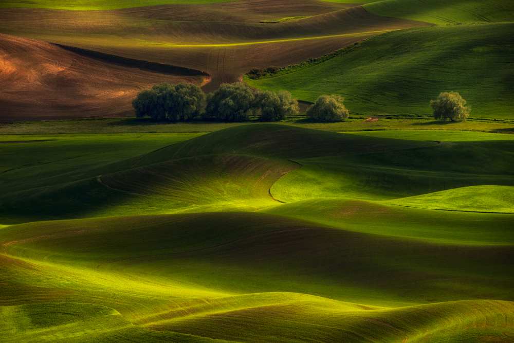 Spring in the Palouse von Lydia Jacobs