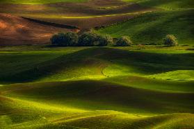 Spring in the Palouse