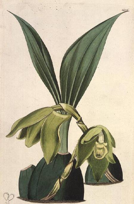 Orchid: Maxillaria ciliaris, by M. Hart (fl.1829), published by I. Ridgway von M. Hart