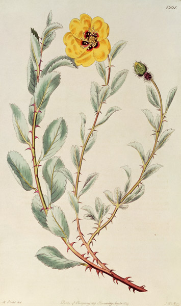 Rose: Persian from the Botanical Register von M. Hart