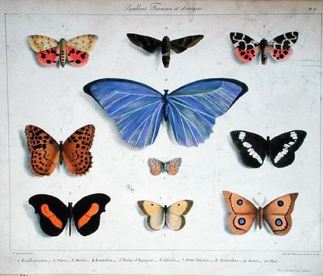 French and foreign butterflies, engraved by Villain, c.1830-40 (colour litho) von Madame Feraud
