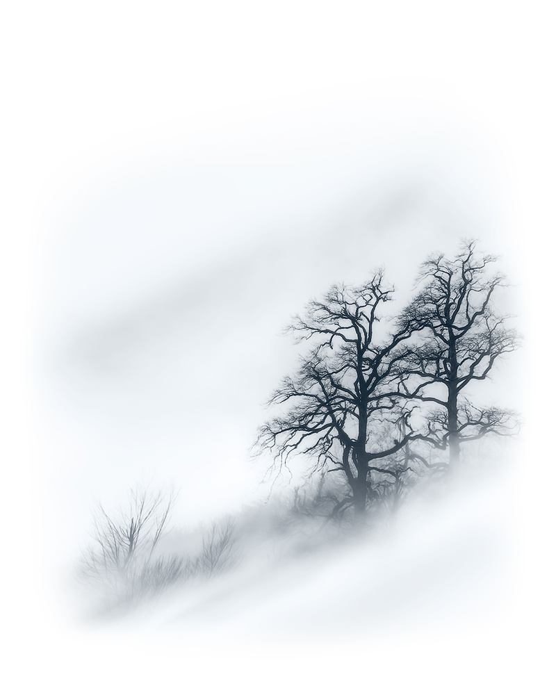 Bäume im Nebel von Majid Behzad